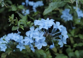 Die Bleiwurz zeichnet sich durch himmelblauen Blüten aus. :: b. Lavalle