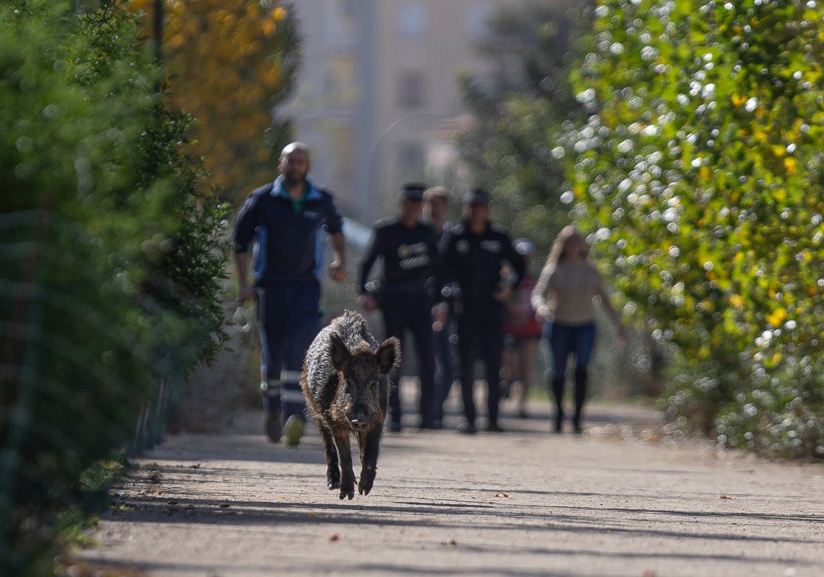 Eine Einheit der Ortspolizei beim Einfangen eines Wildschweins zwischen Rosaleda-Stadion und Río Guadalmedina.