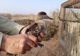 Laboranalyse einer tot am Strand von Benajarafe aufgefunden Wildente bestätigt Vogelgrippe