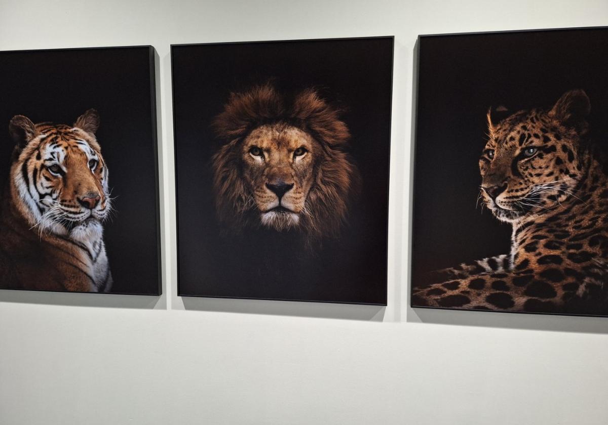 Einige Werke der Reihe 'The Animals ' von Estela de Castro.