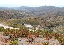 Weinberge in der Axarquía.