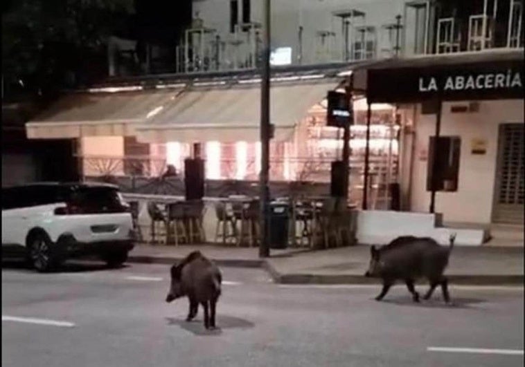 Wilde Schweine auf Erkundungstour in der Urbanisation Cerrado de Calderón.