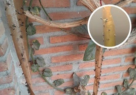 Hunderte von Fliegen auf dem Stamm einer Pflanze im Viertel El Sexmo.