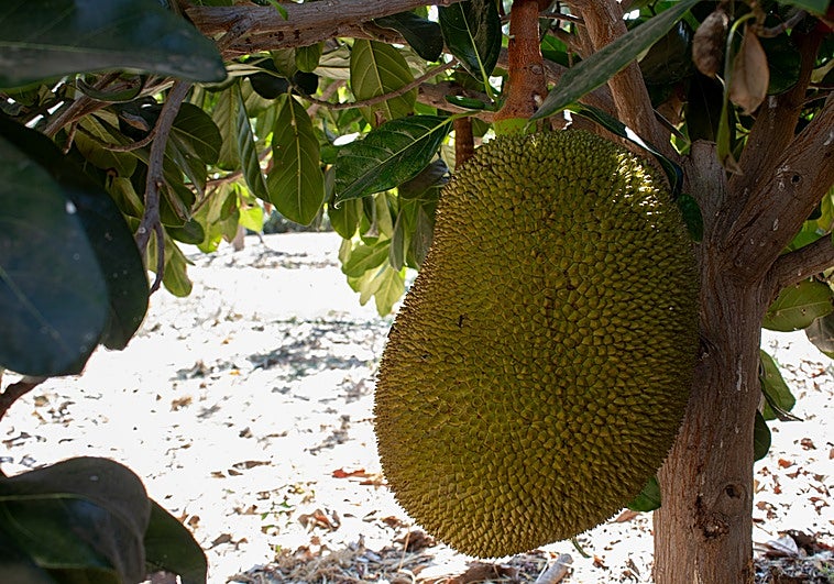 Eine Jack Fruit auf einer Plantage von La Mayora in Algarrobo.