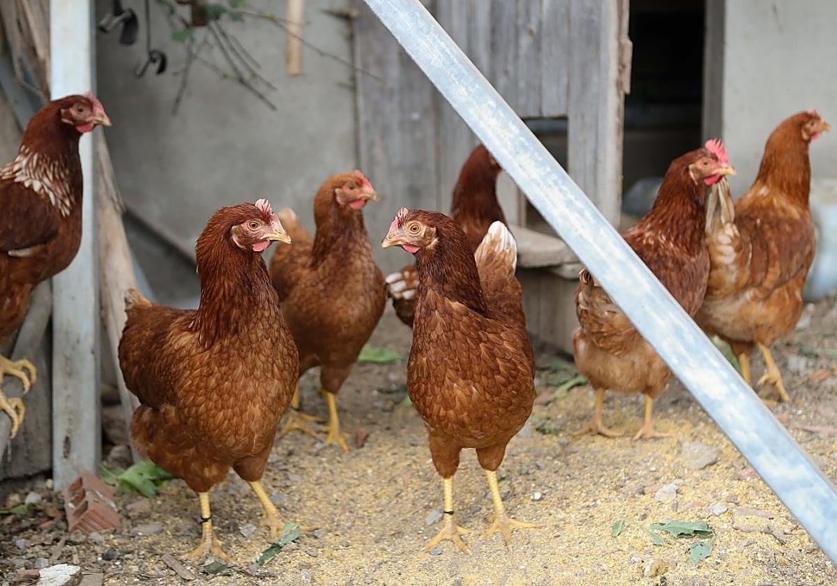Insgesamt 1.199 spanische Gemeinden haben die Freilandhaltung von Geflügel verboten.