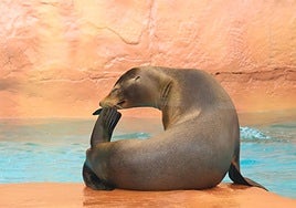 Eines der kalifornischen Seelöwenweibchen.