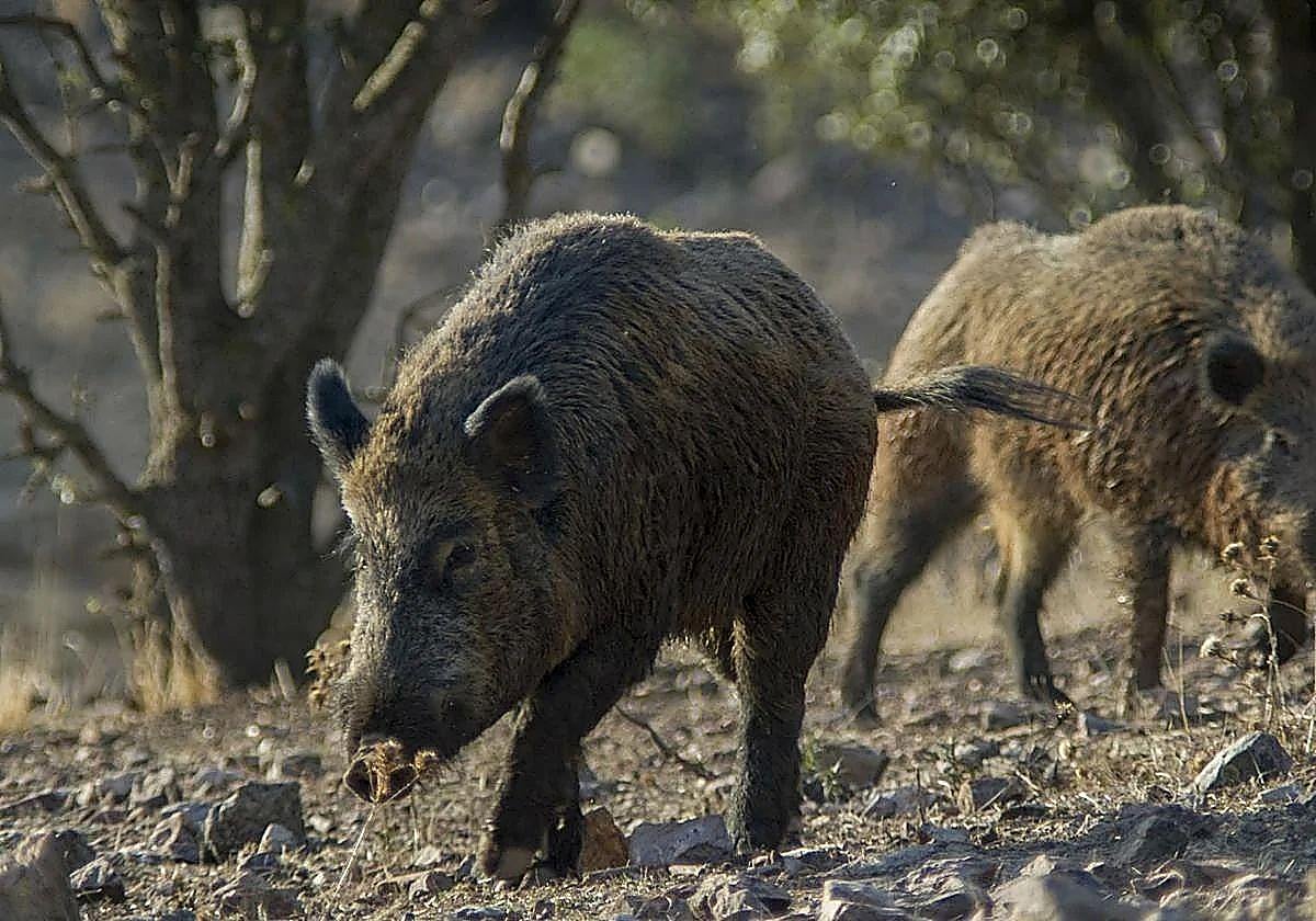 Sechs tote Wildschweine mit Schweinepest im selben ländlichen Gebiet von Barcelona gefunden