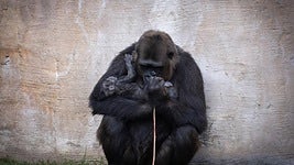 Gorillaweibchen Wefa mit ihrem Neugeborenen.