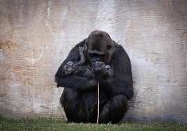 Gorillaweibchen Wefa mit ihrem Neugeborenen.