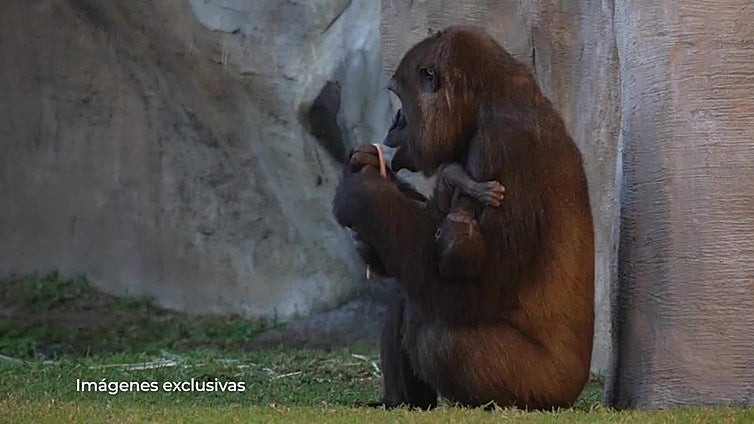 Geburt des Gorillas im Bioparc am 29. November