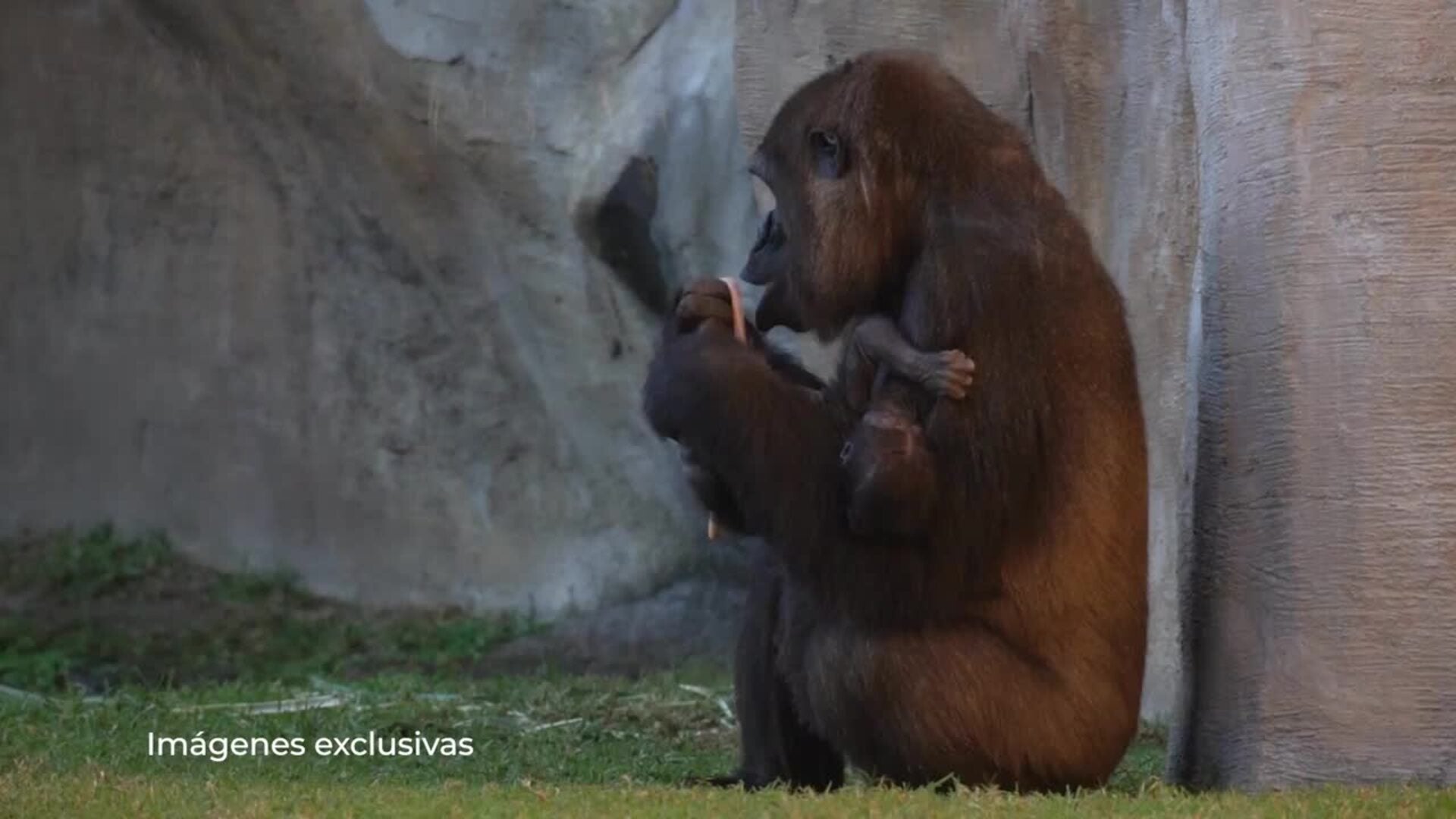 Geburt des Gorillas im Bioparc am 29. November