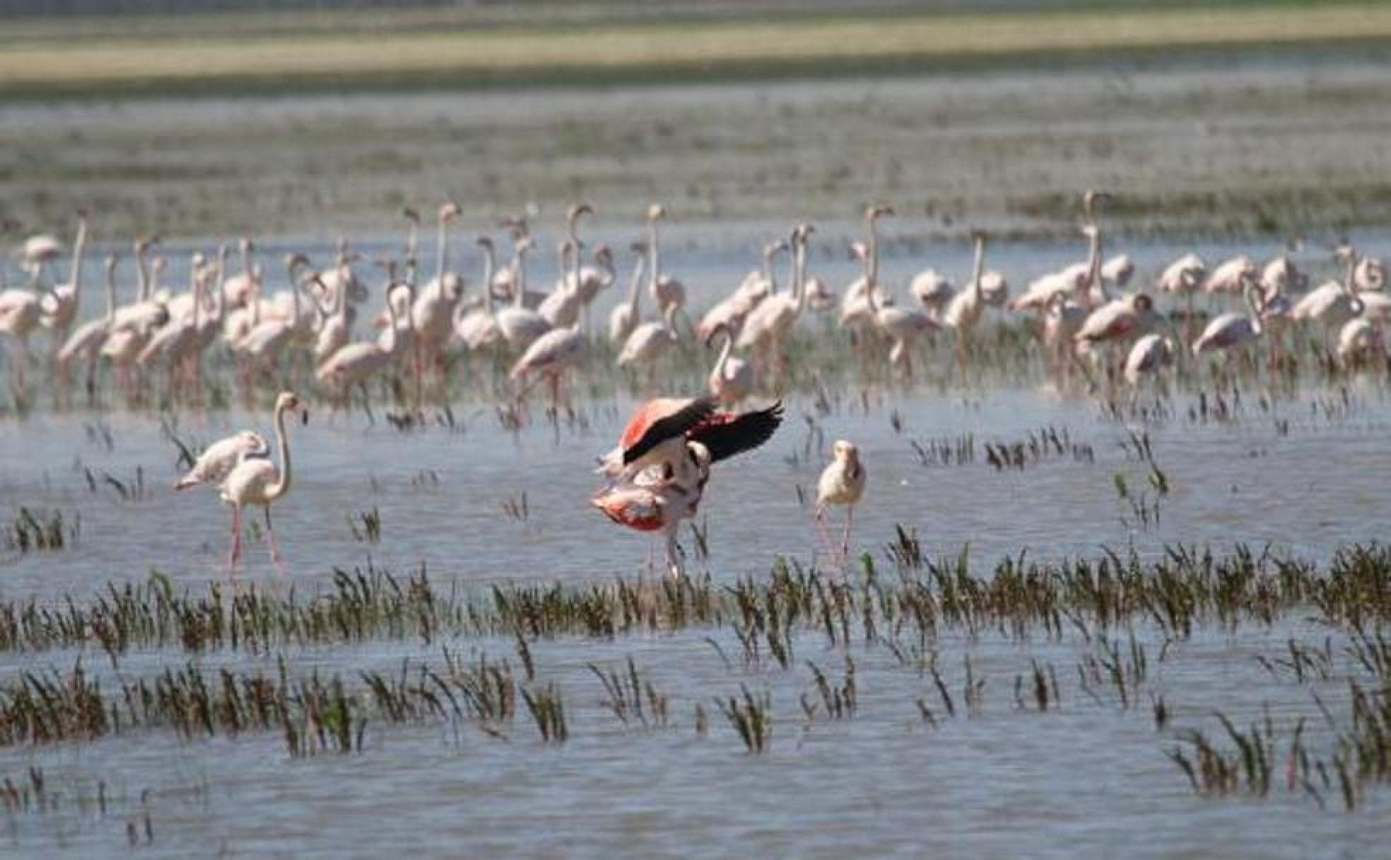 Africa or southern Spain? Later in the year flamingos make Doñana reminiscent of the expansive lakes of east Africa..
