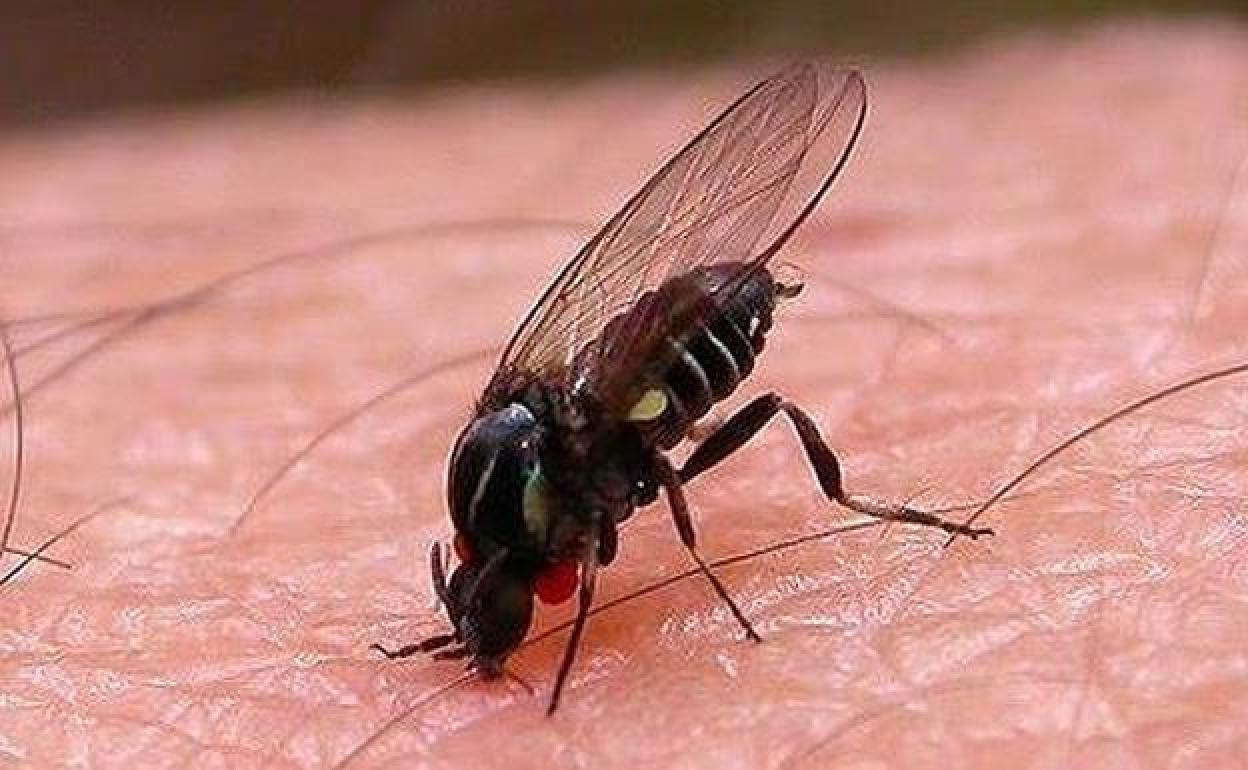 Spanish experts warn of &#039;plague&#039; of black flies after the heat wave