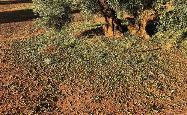 Olives lie on the ground after the storm.