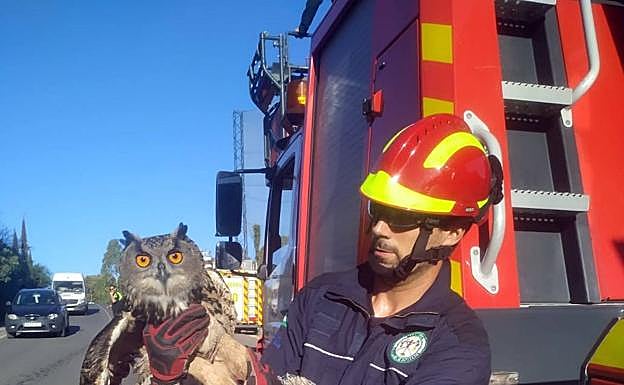 Marbella firefighters swing into action to rescue an owl trapped on a San Pedro golf course