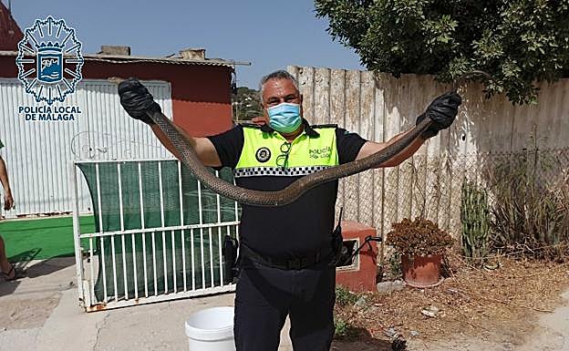 Watch tricky rescue as police recover a five-foot long snake from a Malaga water meter box 