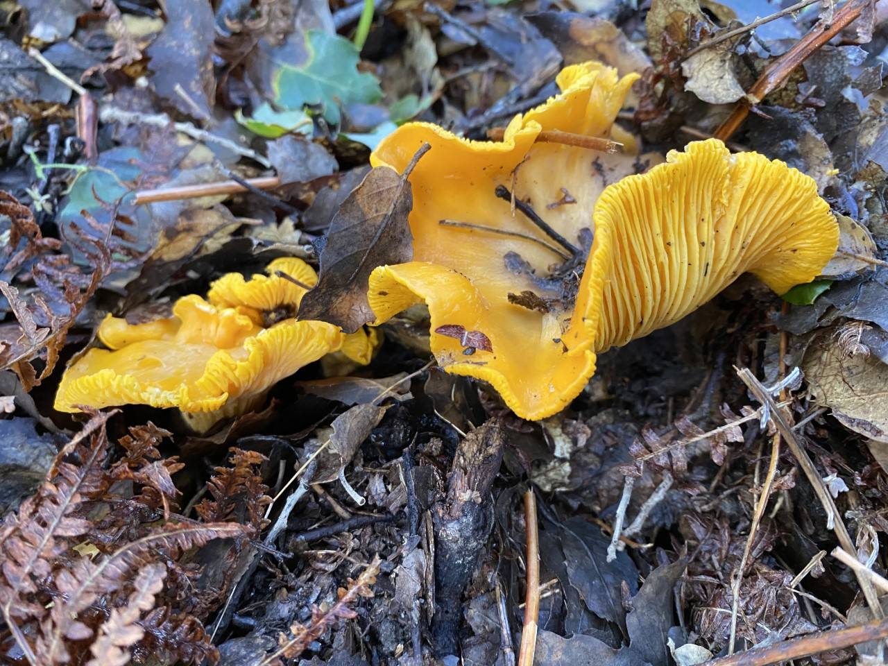 Chanterelle.