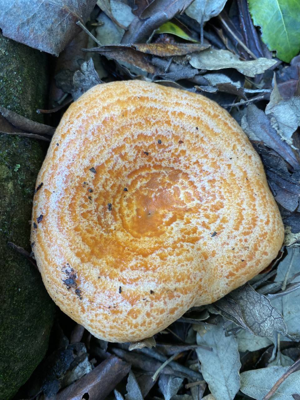 Saffron milk cap.