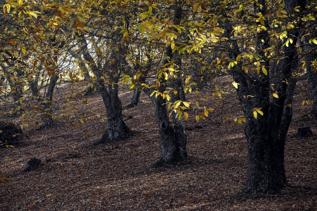 The autumn colours in the Genal Valley. 