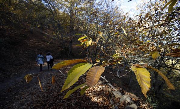 The autumn colours in the Genal Valley. 