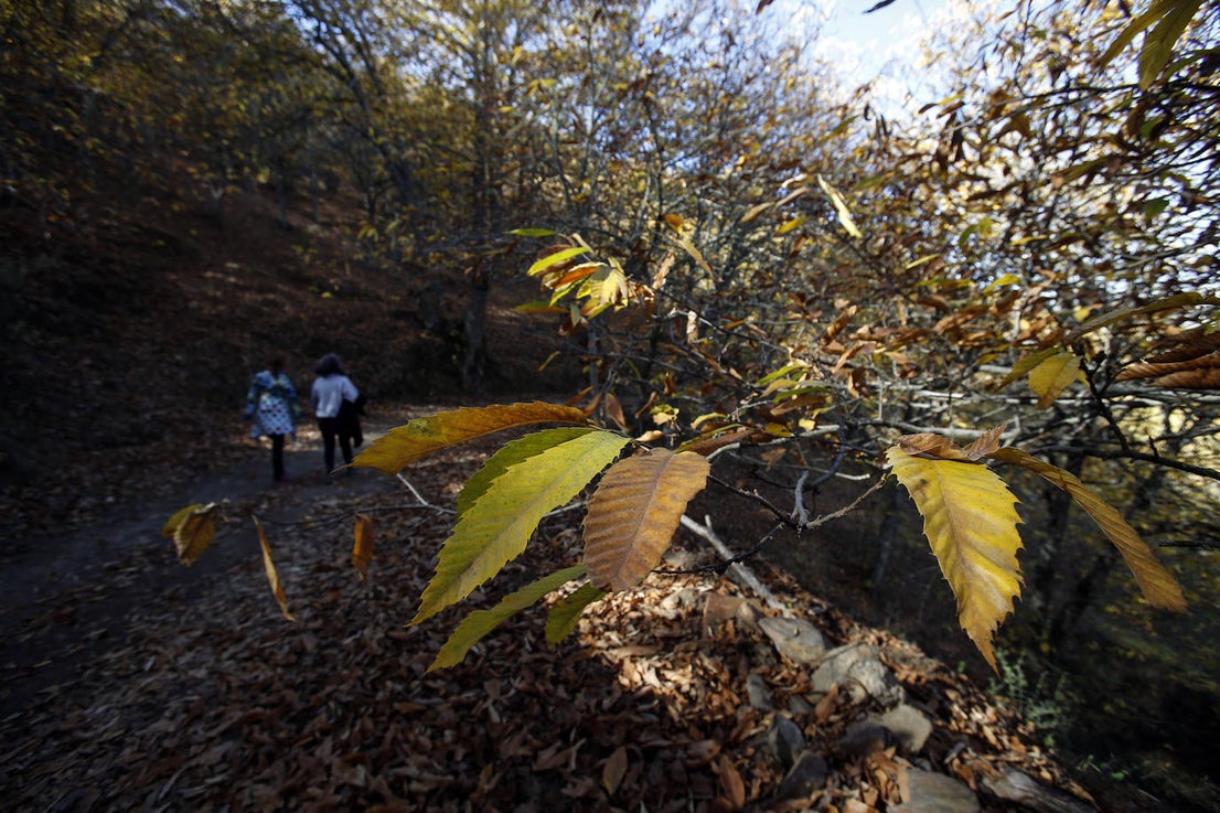 The autumn colours in the Genal Valley. 
