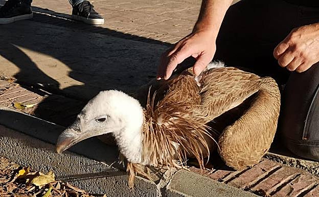 The animal had an injured wing and was weak 