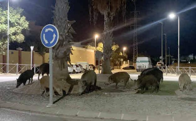 Wild boar spotted in Bello Horizonte in Marbella. 