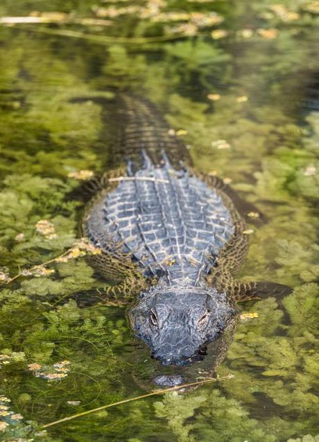 Imagen - An alligator. STOCK PHOTO