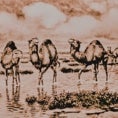 Imagen - Wild camels were seen in Andalucía by legendary English naturalists, Abel Chapman and Walter J. Buck, who depicted them in their book Unexplored Spain, published in 1910