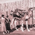 Imagen - Via the Canary Islands, camels were also introduced to the American continent, and, in the 19th century, even to Australia. Apparently, during that same period camels were delivered to Andalucía as well