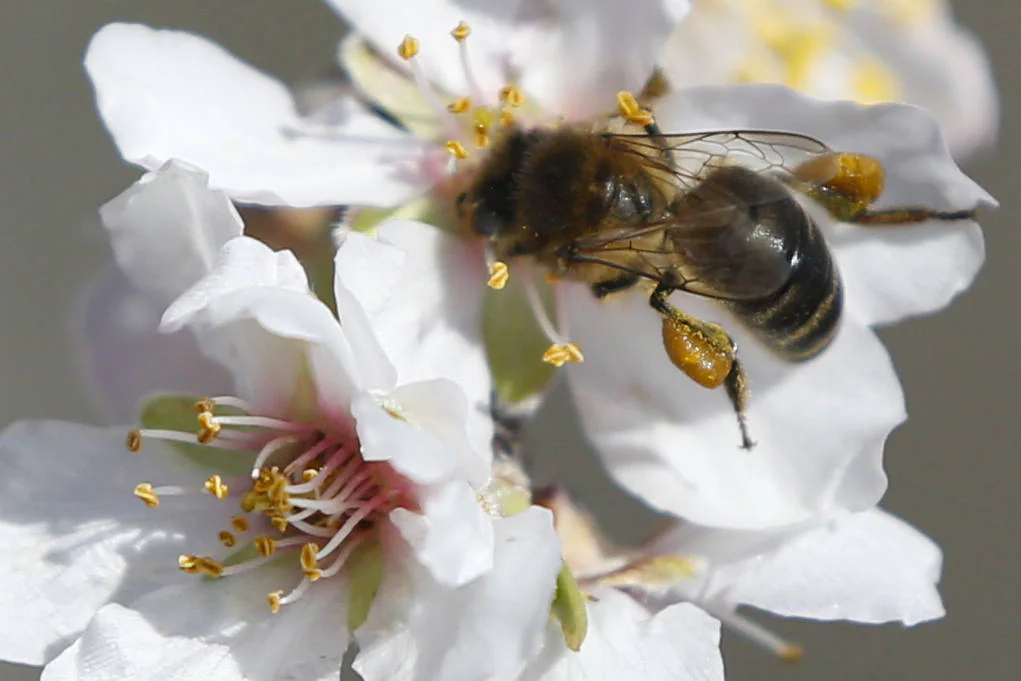 Blooming lovely... the almond trees in flower