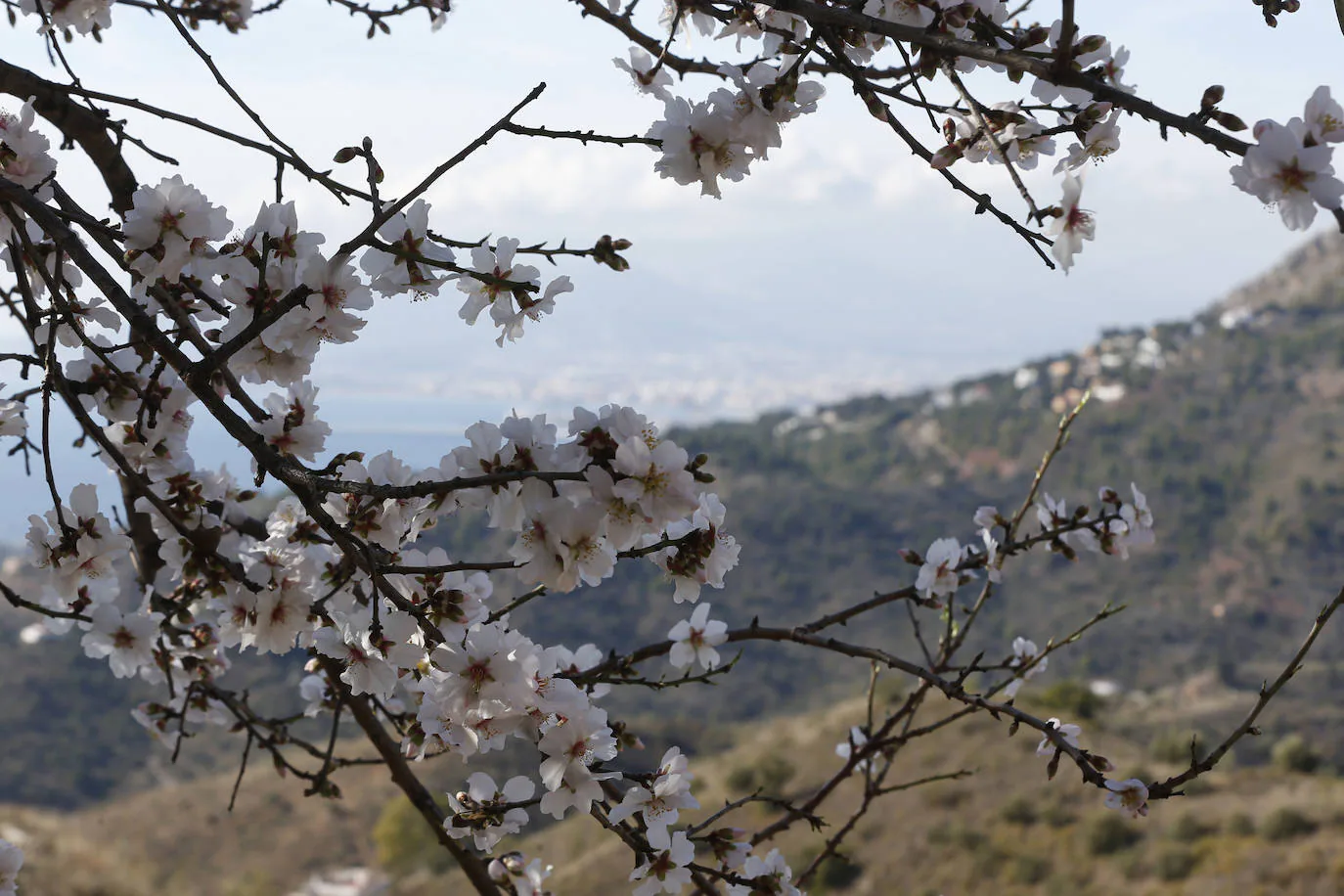 Blooming lovely... the almond trees in flower