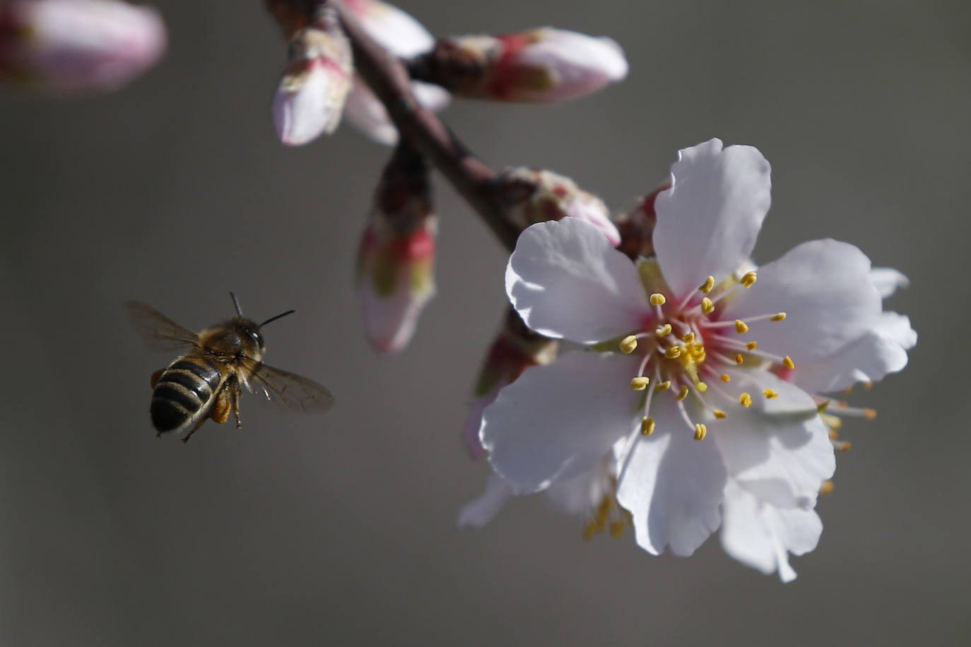 Blooming lovely... the almond trees in flower