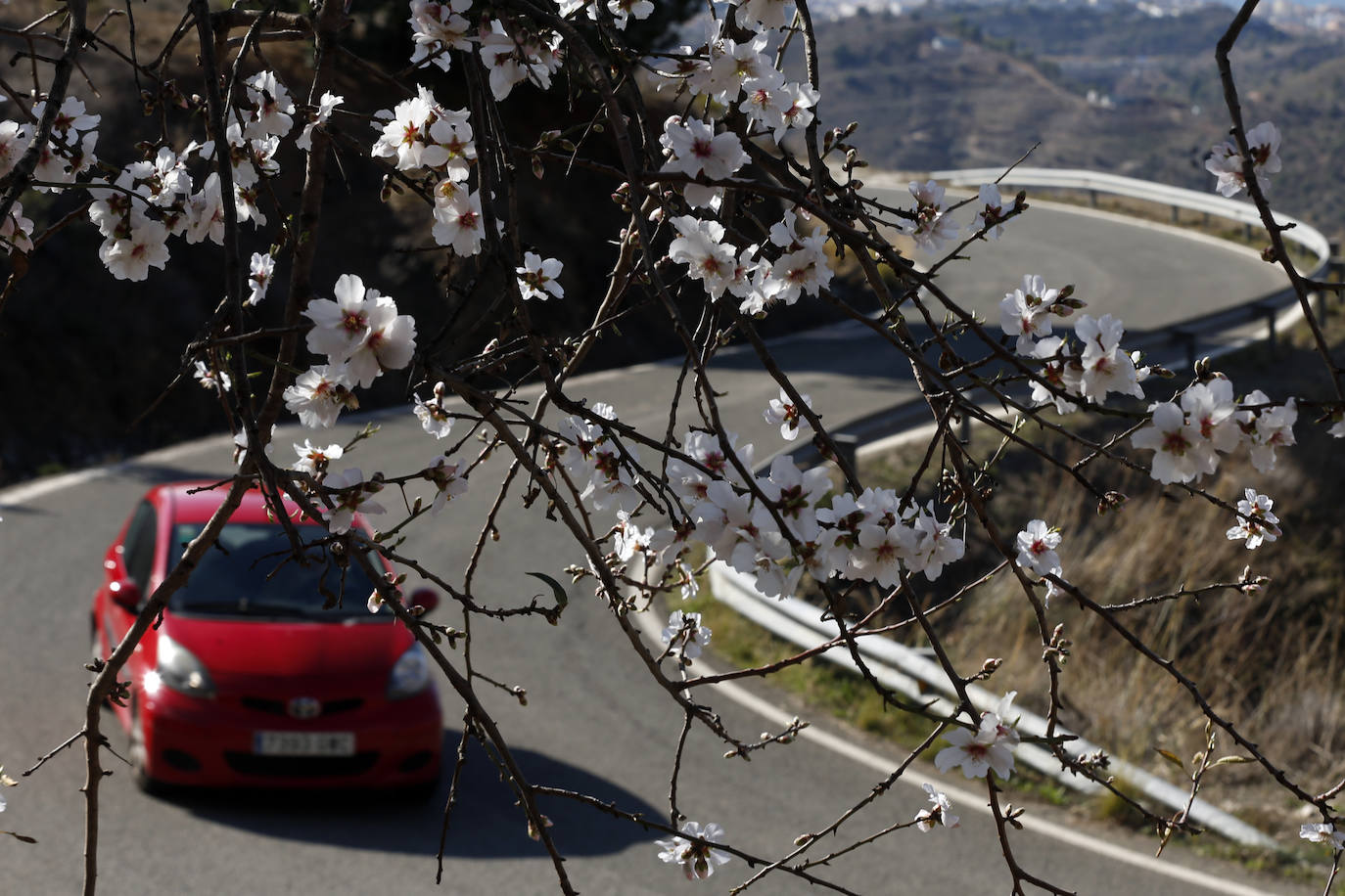 Blooming lovely... the almond trees in flower