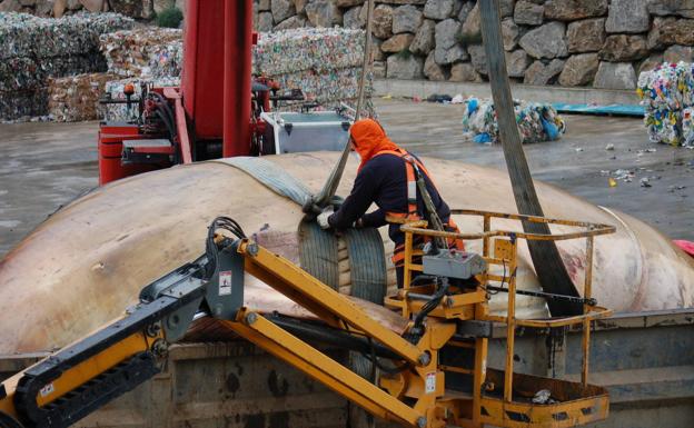 Imagen principal - Dead whale in Estepona is removed and buried in a Costa del Sol landfill site