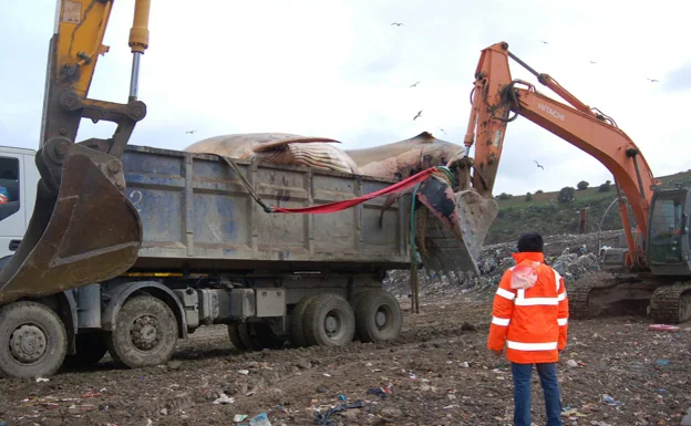 Dead whale in Estepona is removed and buried in a Costa del Sol landfill site