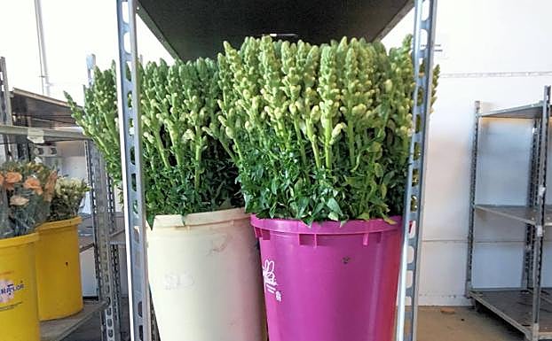 Flowers waiting to be exported.