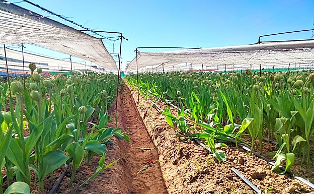 Last purple tulips of the season. 