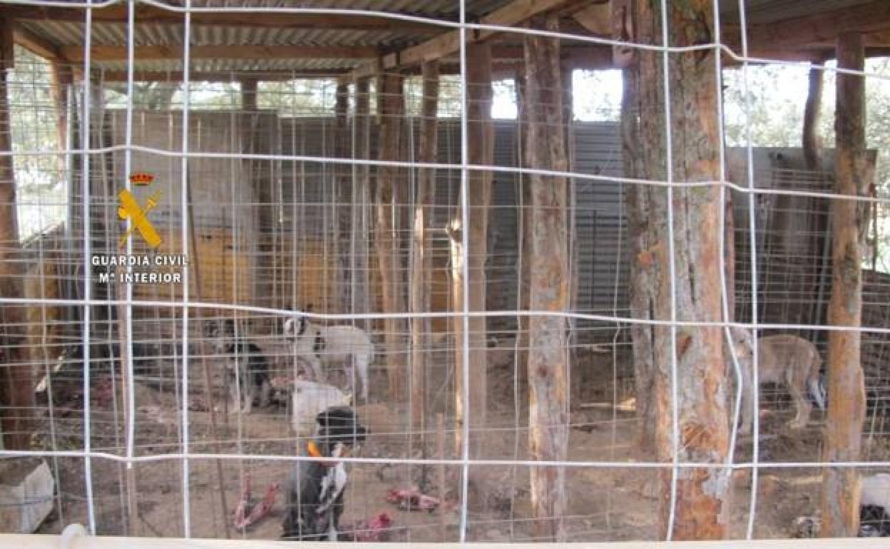 The animals were kept in deplorable conditions 