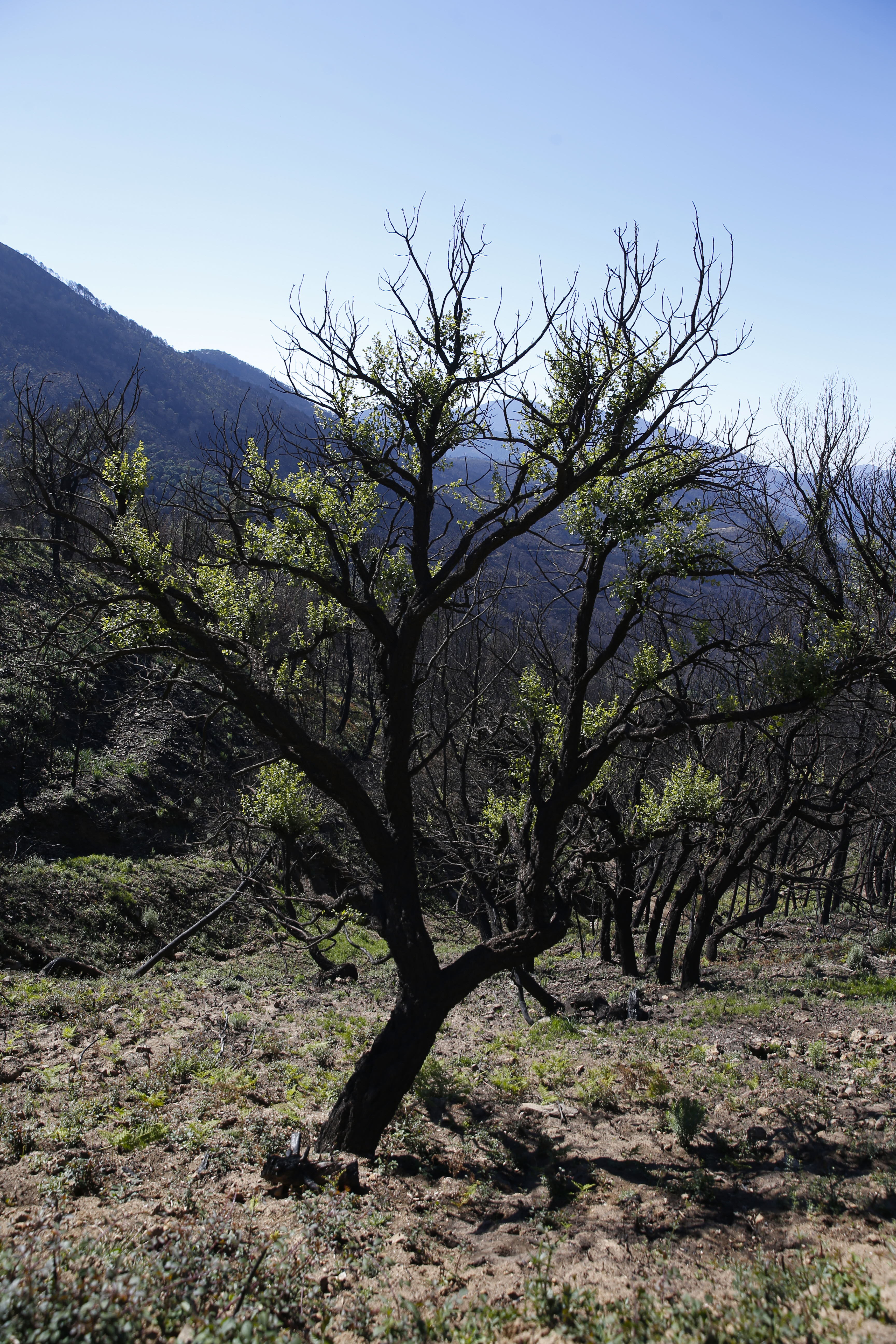 More than 9,000 hectares of woodland were destroyed by last year's fire. A visit to the area, six months later, shows how nature is starting to make a recovery in the Genal Valley