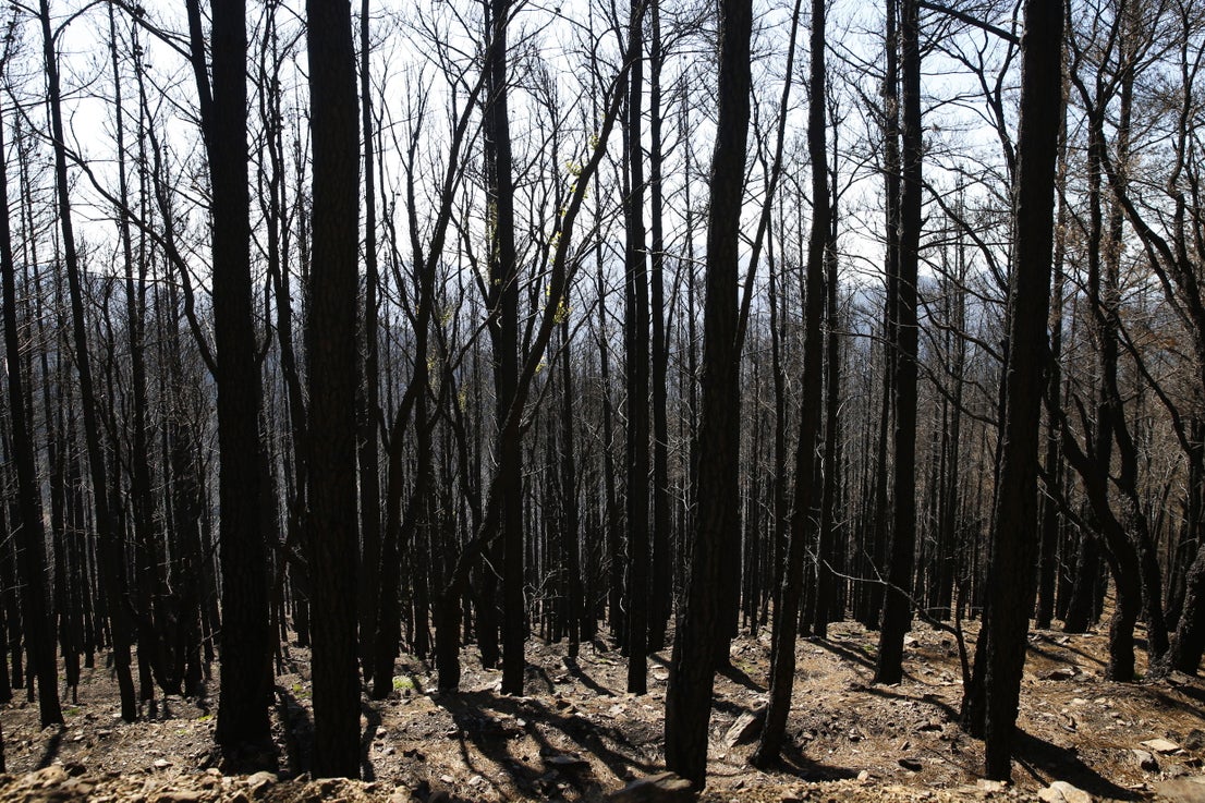 More than 9,000 hectares of woodland were destroyed by last year's fire. A visit to the area, six months later, shows how nature is starting to make a recovery in the Genal Valley