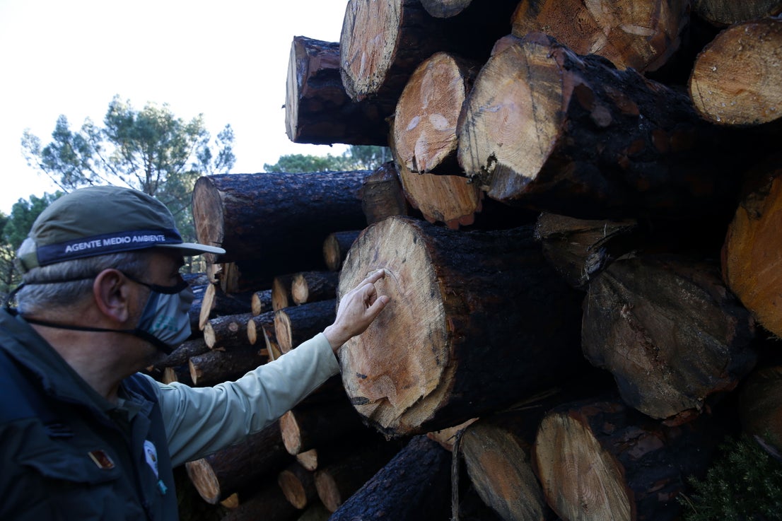 More than 9,000 hectares of woodland were destroyed by last year's fire. A visit to the area, six months later, shows how nature is starting to make a recovery in the Genal Valley