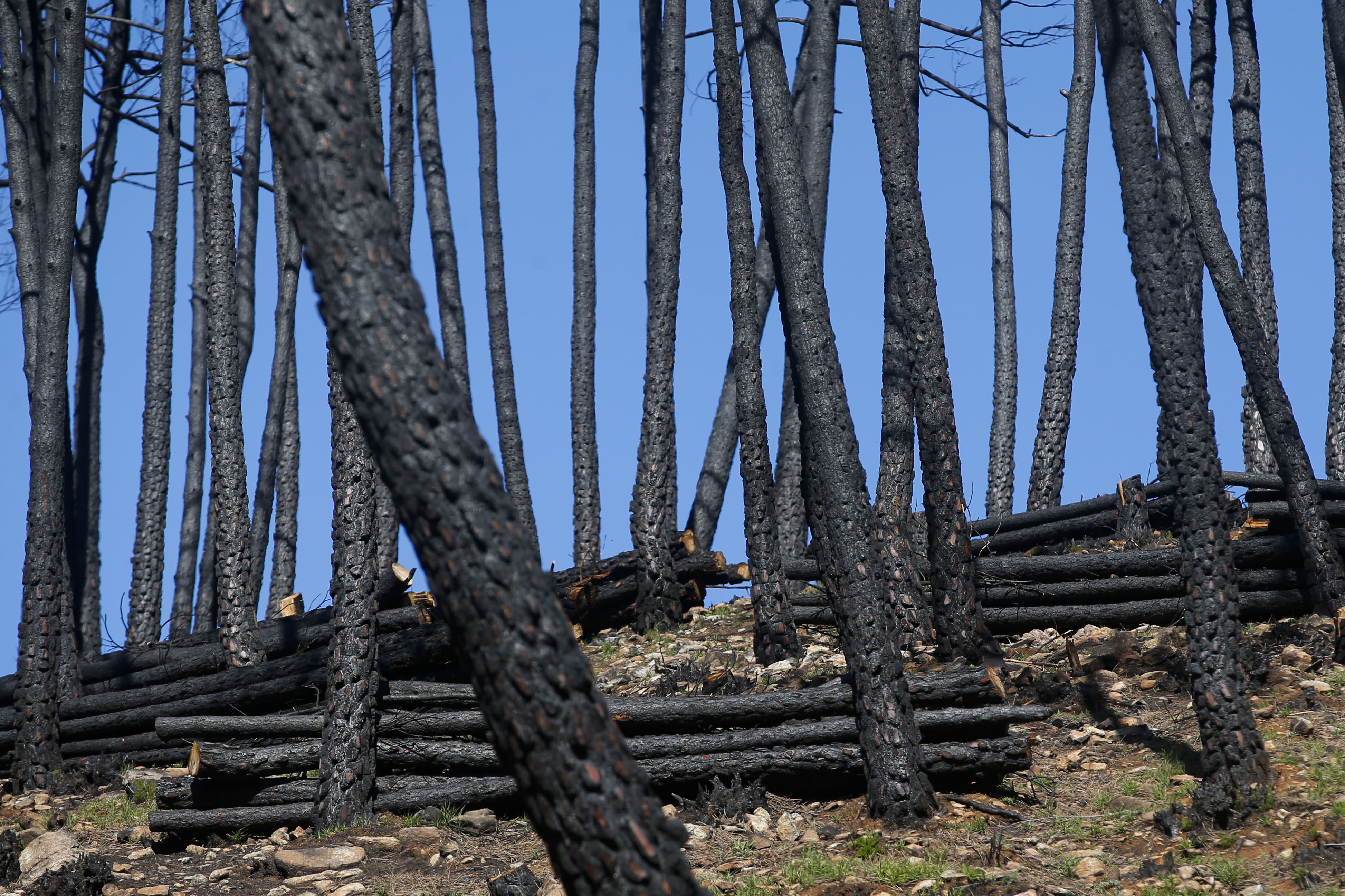 More than 9,000 hectares of woodland were destroyed by last year's fire. A visit to the area, six months later, shows how nature is starting to make a recovery in the Genal Valley