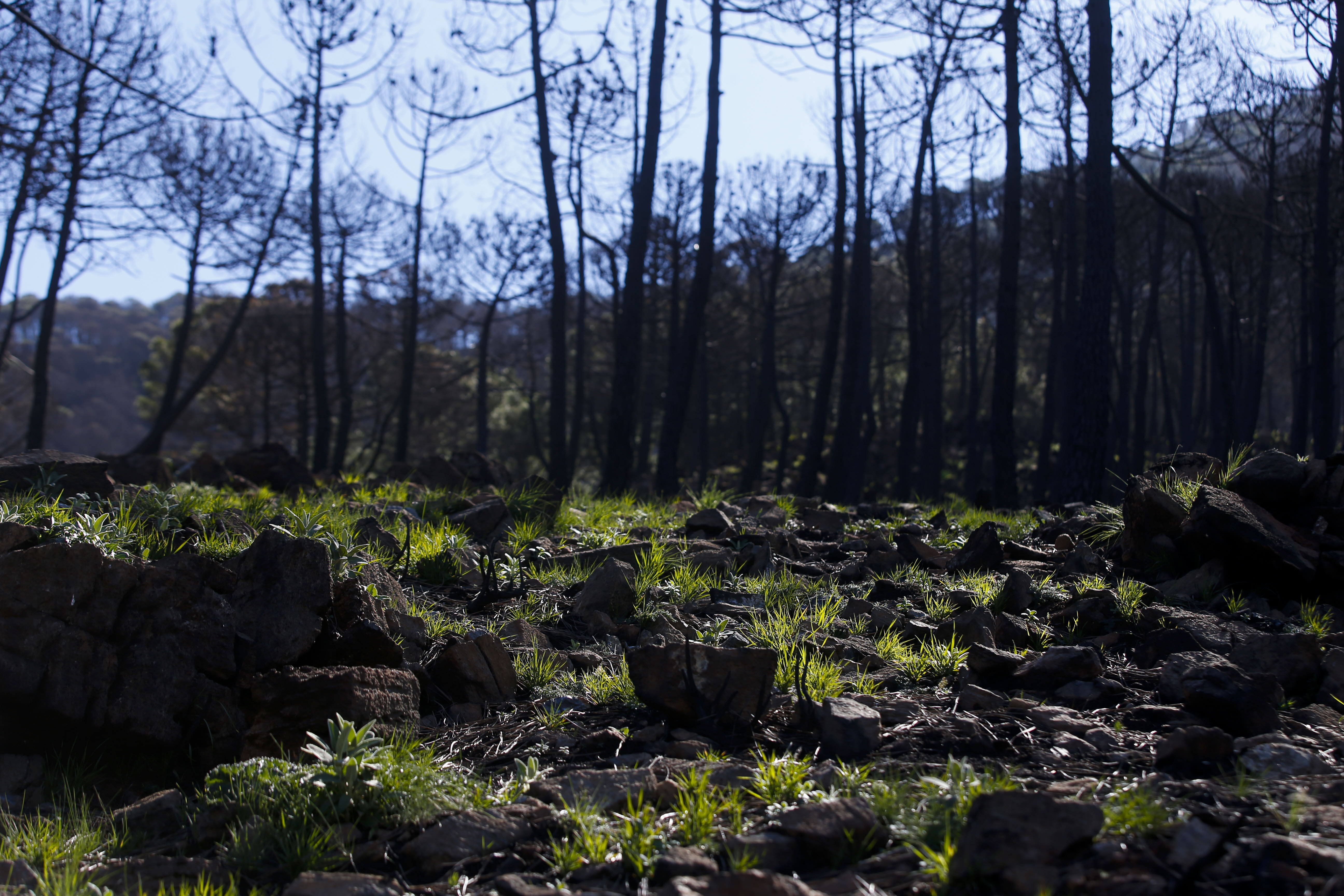 More than 9,000 hectares of woodland were destroyed by last year's fire. A visit to the area, six months later, shows how nature is starting to make a recovery in the Genal Valley