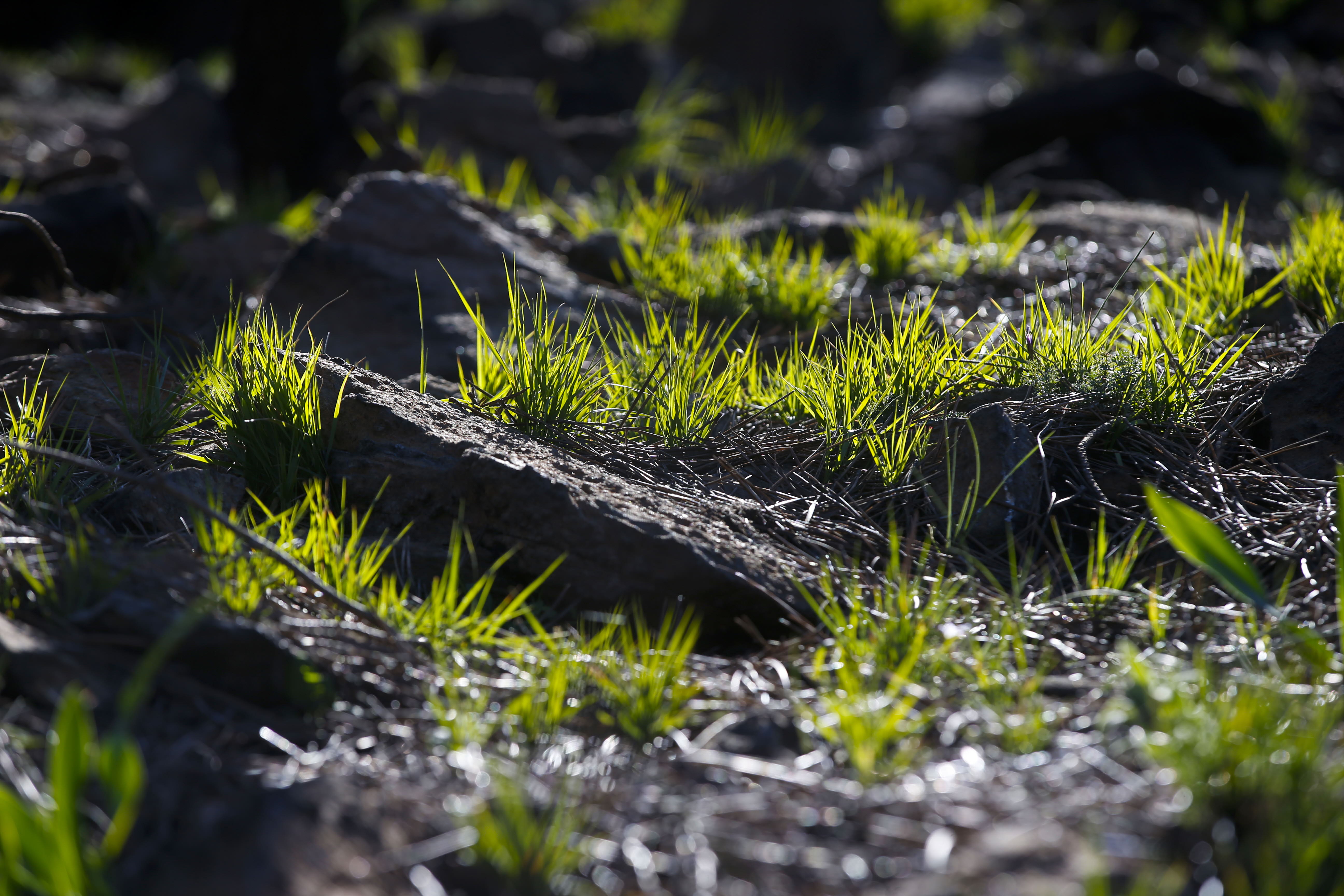 More than 9,000 hectares of woodland were destroyed by last year's fire. A visit to the area, six months later, shows how nature is starting to make a recovery in the Genal Valley