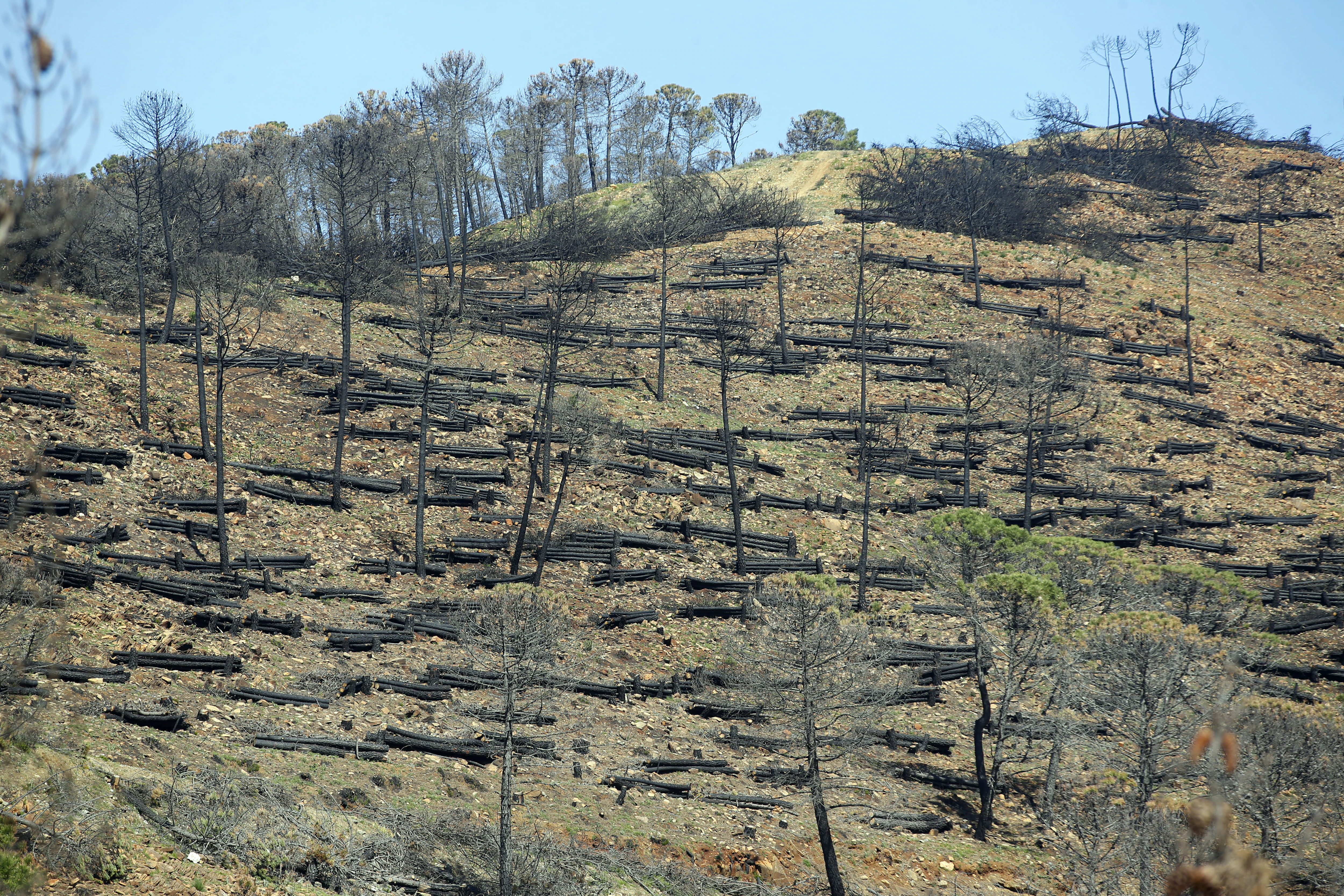 More than 9,000 hectares of woodland were destroyed by last year's fire. A visit to the area, six months later, shows how nature is starting to make a recovery in the Genal Valley