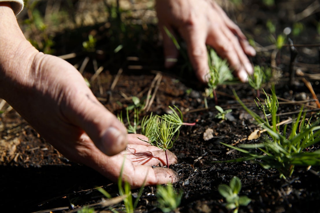 More than 9,000 hectares of woodland were destroyed by last year's fire. A visit to the area, six months later, shows how nature is starting to make a recovery in the Genal Valley