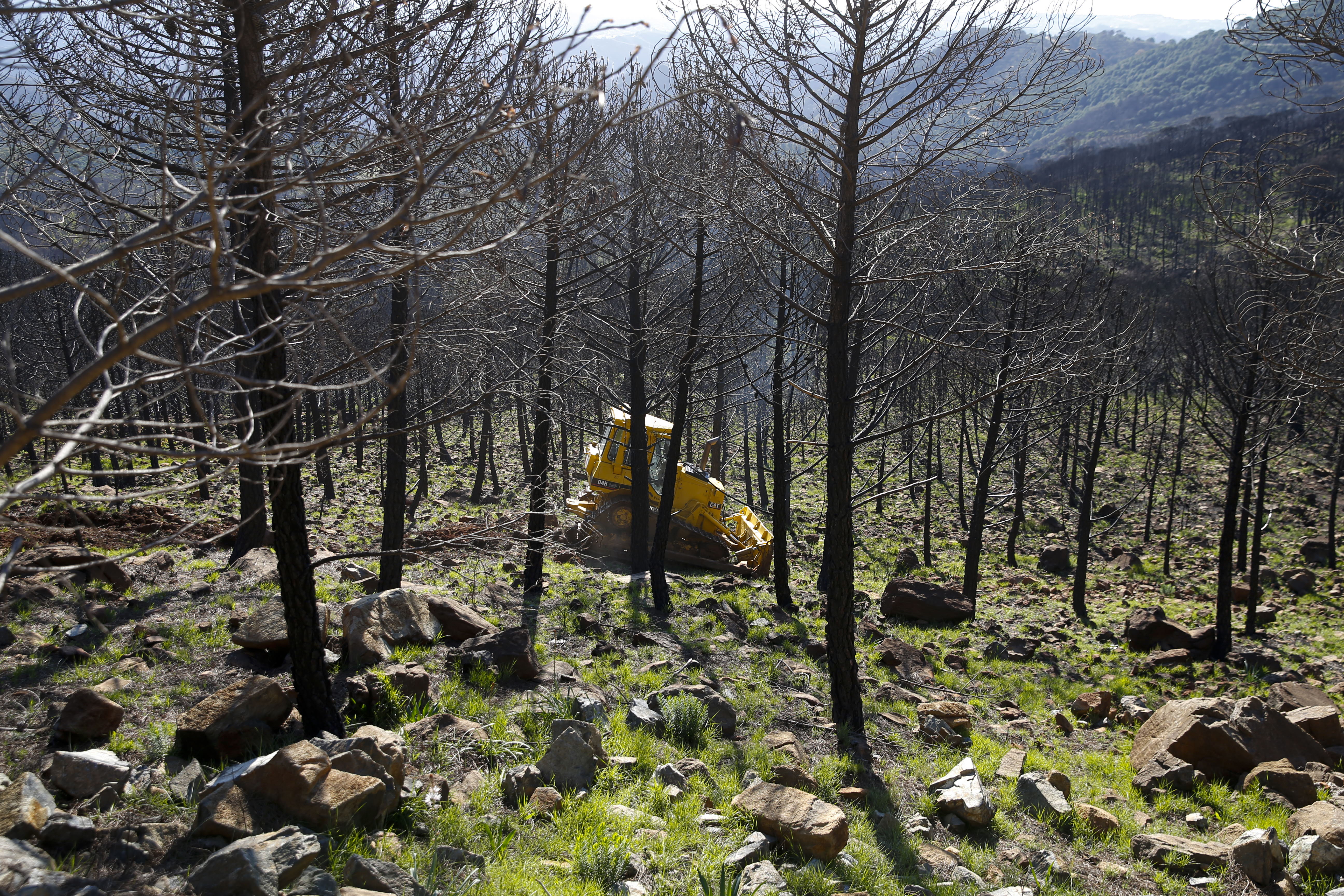 More than 9,000 hectares of woodland were destroyed by last year's fire. A visit to the area, six months later, shows how nature is starting to make a recovery in the Genal Valley