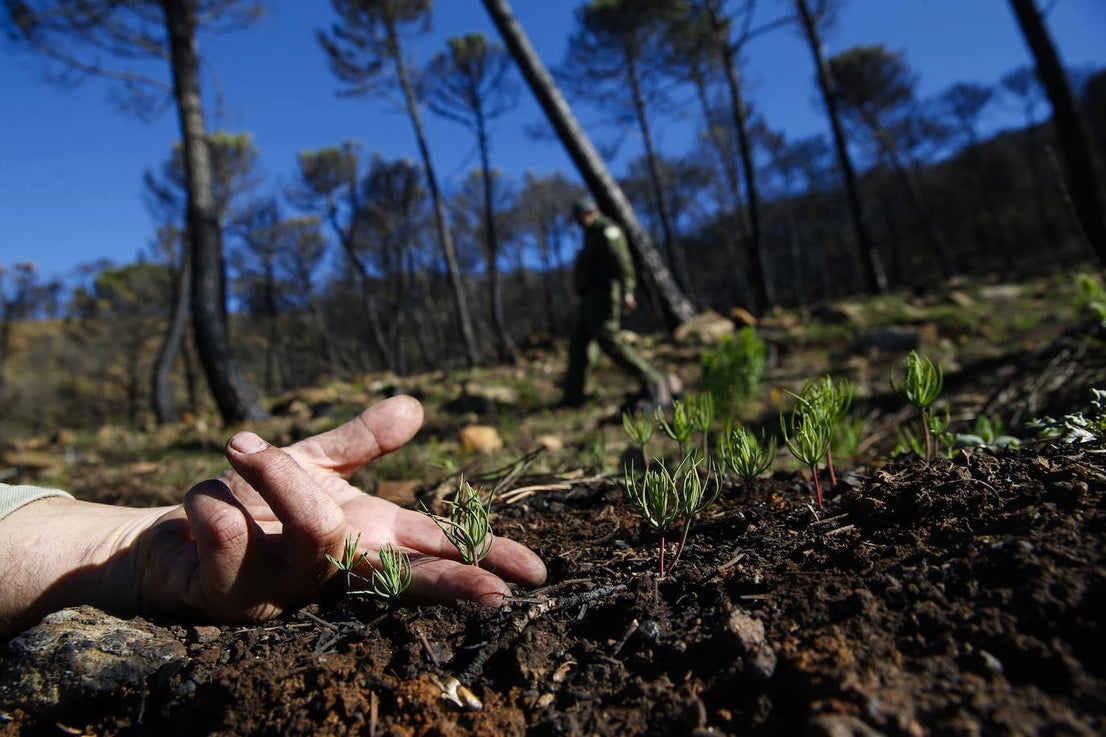 More than 9,000 hectares of woodland were destroyed by last year's fire. A visit to the area, six months later, shows how nature is starting to make a recovery in the Genal Valley