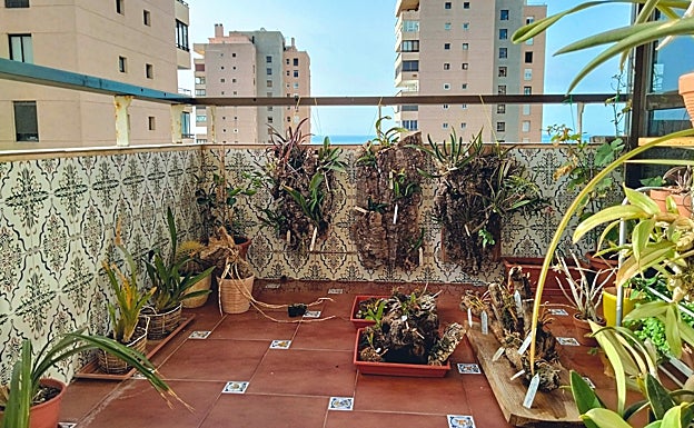 Imagen principal - Aleksey's 'Orchid House'. 